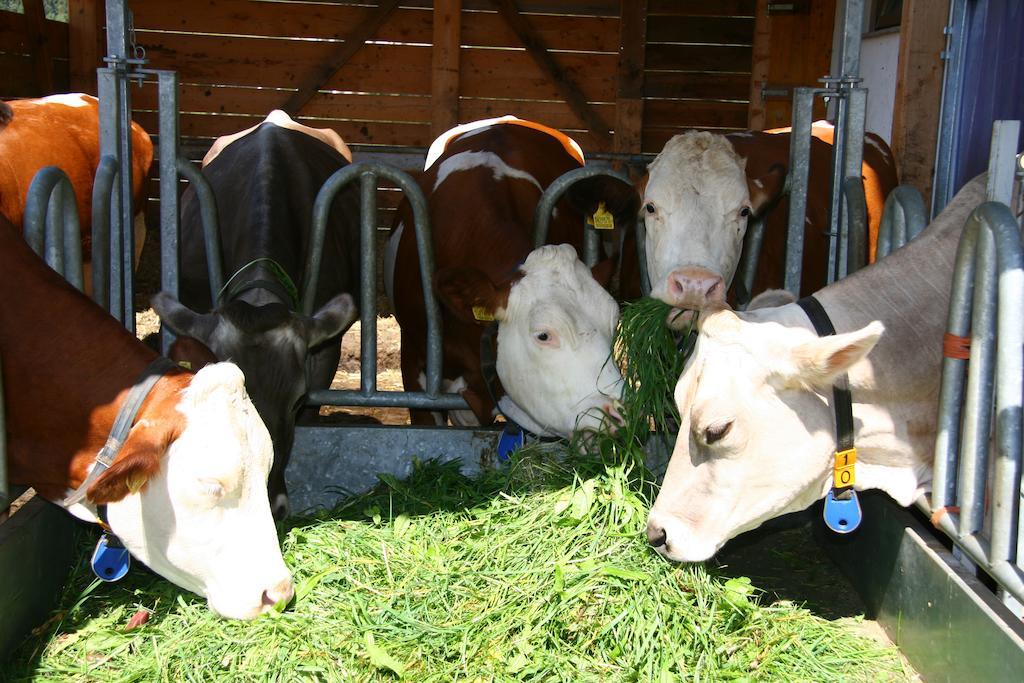 Ferienwohnungen Bulandhof Olang Bagian luar foto